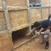 Humbi një sasi droge, dy të rinjtë varrosin të gjallë 36-vjeçaren