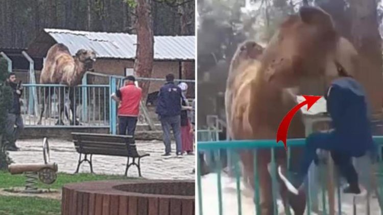 Video/Deveja kafshon dhe tenton të marrë me vete fëmijën në kopshtin zoologjik