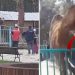 Video/Deveja kafshon dhe tenton të marrë me vete fëmijën në kopshtin zoologjik
