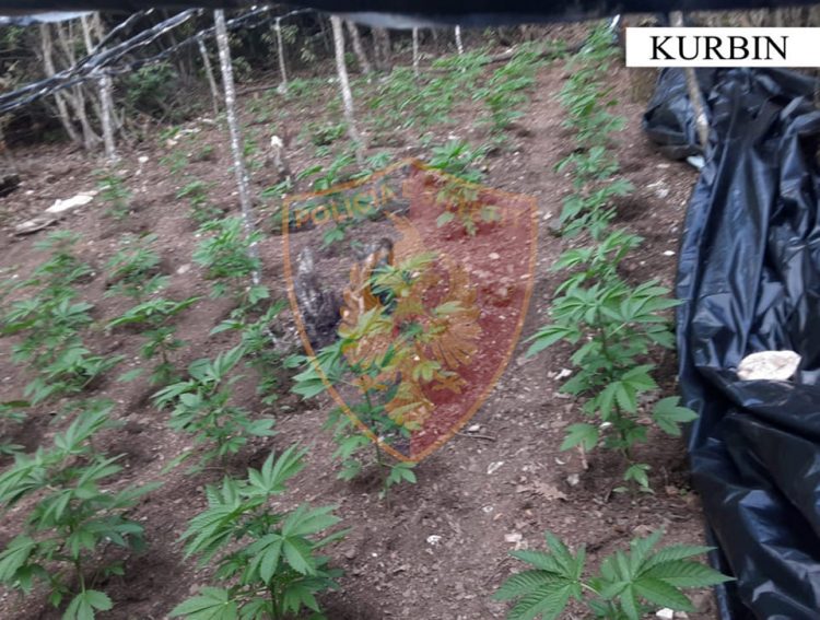 Zbulohen tre sera me kanabis në fshatrat e Kurbinit/ Në pranga 3 persona, një në kërkim