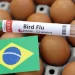 Zbulohen raste të gripit të shpendëve, Brazili shpall emergjencë 6-mujore