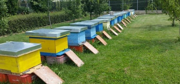 Vidhte koshere me bletë gjatë natës, arrestohet 50-vjeçari në Shkodër