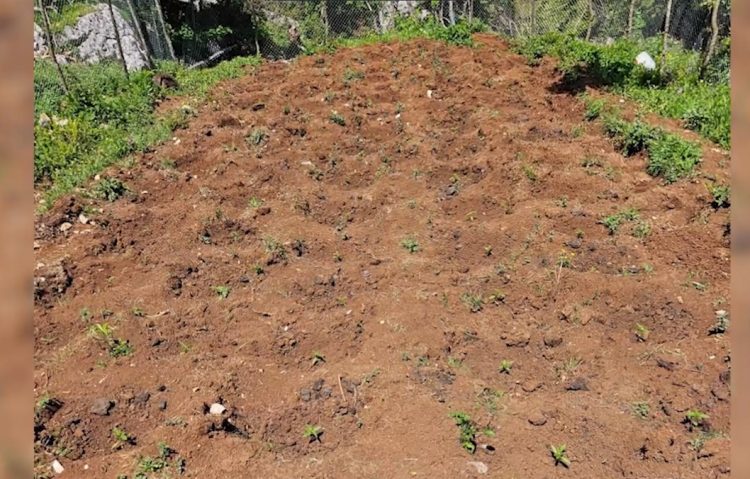 Kontrolle në Krujë, Lezhë dhe Shkodër/ Asgjësohen 1099 fidanë kanabis