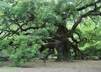 Ra nga një lis në Theth, ndërron jetë pas 12 ditësh 34-vjeçari
