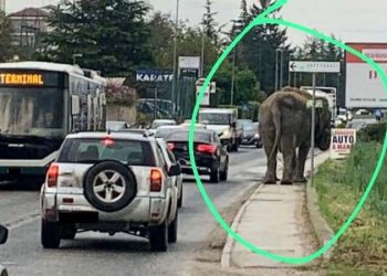 Itali/Elefanti nxirret shëtitje në trafik, reagojnë shoqatat për mbrojtjen e kafshëve