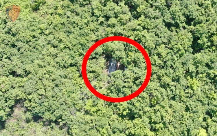 Video/Droni zbulon parcelën me kanabis, asgjesohen rreth 3 mijë fidanë