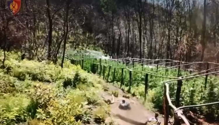 VIDEO-Aksion i policisë në Krujë/ Asgjësohen 685 fidanë kanabis, në kërkim një 53-vjeçar