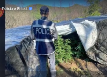 Shkatërrohen 31 sera kanabisi në Lezhë, një i arrestuar dhe një në kërkim