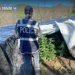 Shkatërrohen 31 sera kanabisi në Lezhë, një i arrestuar dhe një në kërkim