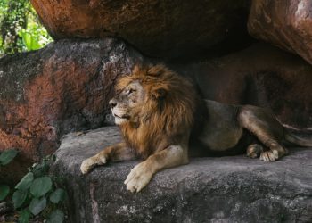 U sulmua nga luani në një kopsht zoologjik, ndërron jetë 6-vjeçari në Palestinë