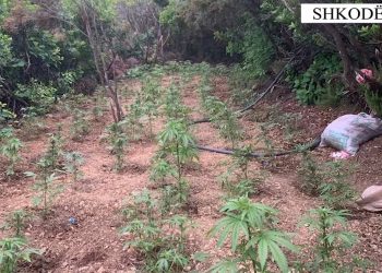 Asgjësohen 1437 fidanë kanabis në Shkodër/ Në pranga 2 persona, në kërkim dy të tjerë