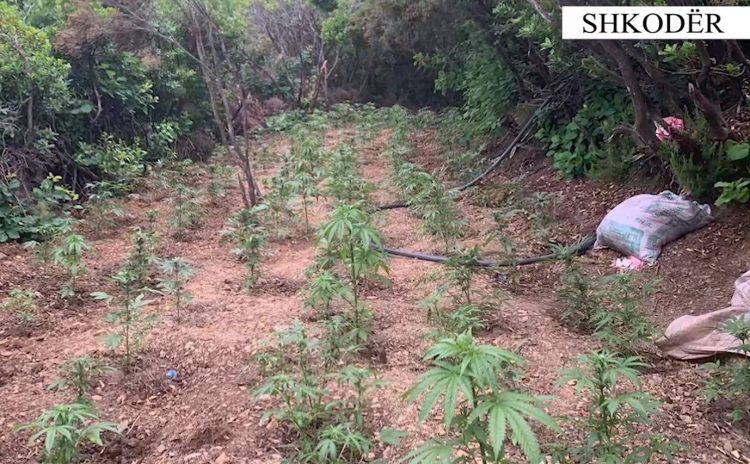 Asgjësohen 1437 fidanë kanabis në Shkodër/ Në pranga 2 persona, në kërkim dy të tjerë