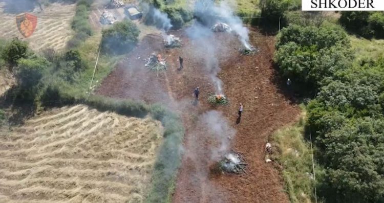 Video/ Kultivoi rreth 27 mijë fidanë kanabisi në Malësi të Madhe, kapet 55-vjeçari