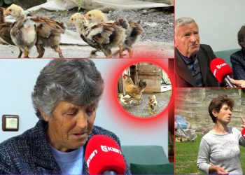 Godet gruan e xhaxhait me sfurk e zhvishet lakuriq para saj, konflikti për 2 zogj pule
