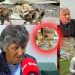 Godet gruan e xhaxhait me sfurk e zhvishet lakuriq para saj, konflikti për 2 zogj pule