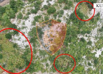 Kultivonin kanabis në Kurbin, procedohet kryetari i fshatit dhe inspektori i pyjeve