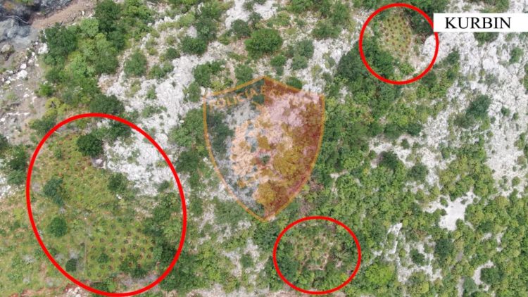 Kultivonin kanabis në Kurbin, procedohet kryetari i fshatit dhe inspektori i pyjeve