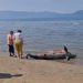 Vlorë, gjendet delfini i ngordhur në afërsi të plazhit të Vjetër