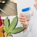 Marijuanë, ekstazi dhe MDMA, Mjekja: Këto pihen më shumë nga vajzat