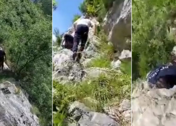 VIDEO/ Në një terren të thesipur, policia zbulon 5 raste të kultivimit të kanabisit