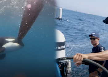 Panik në mes të oqeanit, balenat vrasëse sulmojnë anijet e garuesve (VIDEO)