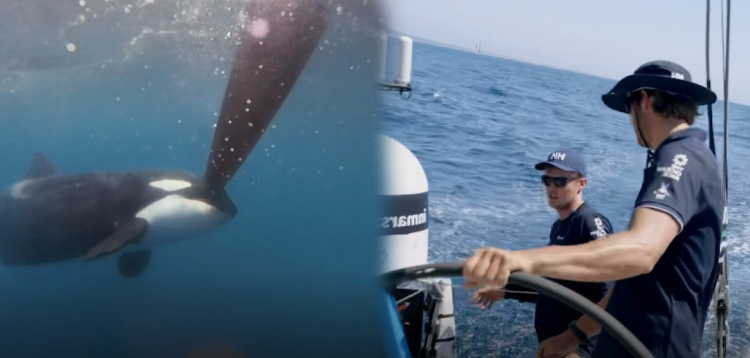 Panik në mes të oqeanit, balenat vrasëse sulmojnë anijet e garuesve (VIDEO)