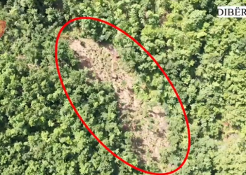 U kap nga droni i policisë duke vaditur parcelën e kanabisit, në pranga 62-vjeçari