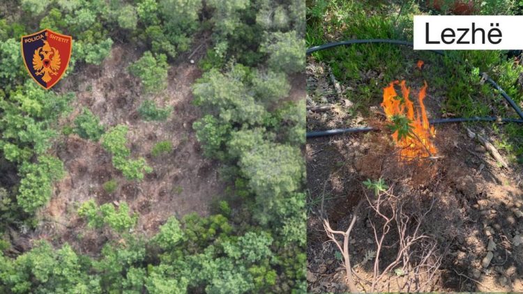 Aksion në Durrës dhe Lezhë, asgjësohen 1136 bimë narkotike të kultivuara në pyll