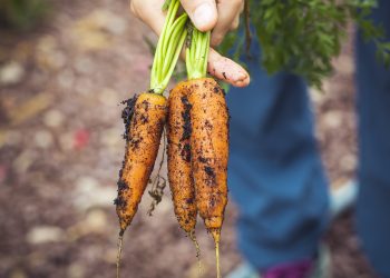 Shqipëria, e fundit në Europë për bujqësinë organike