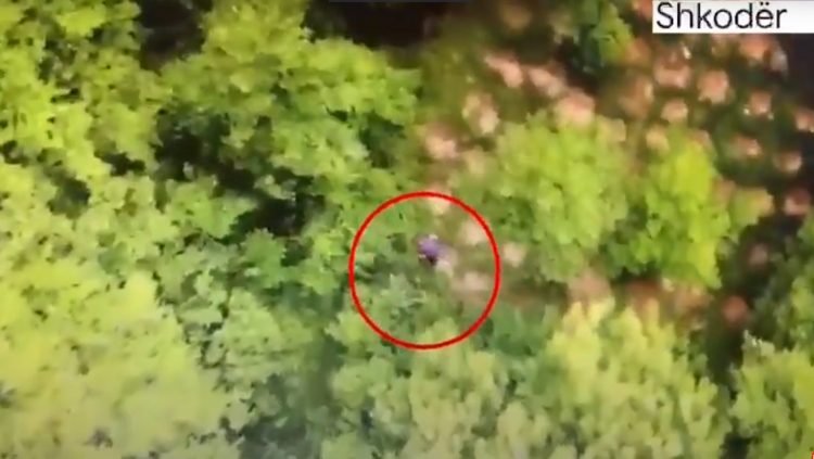 Video/Shkodër, droni “kap mat” gruan, po kujdesej për bimët narkotike,shpallet në kërkim