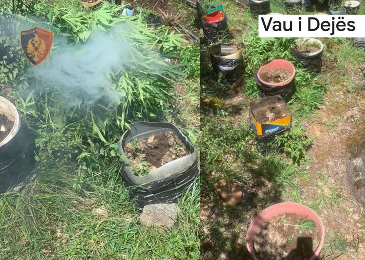 Asgjësohen 583 fidanë kanabis në Vaun e Dejës, shpallet në kërkim autori i dyshuar