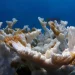 Pamjet tronditëse nga Florida, temperaturat e larta të ujit po zbardhin koralet