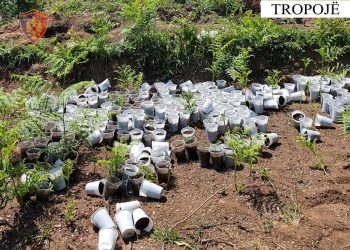 Asgjësohen 3659 rrënjë kanabisi në Tropojë, procedohen 2 inspektorë mjedisi