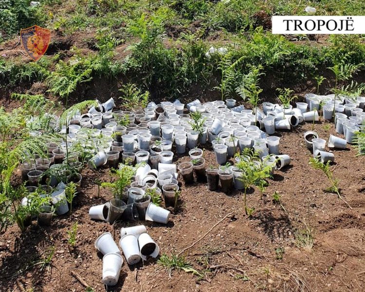 Asgjësohen 3659 rrënjë kanabisi në Tropojë, procedohen 2 inspektorë mjedisi