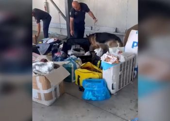 Tentuan të fusin mallra kontrabandë, arrestohet shoferi dhe pronari i furgonit në Durrës