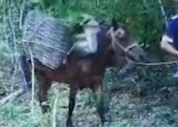 Kultivonin bimë narkotike dhe i transportonin me kalë, vihen në pranga 3 persona