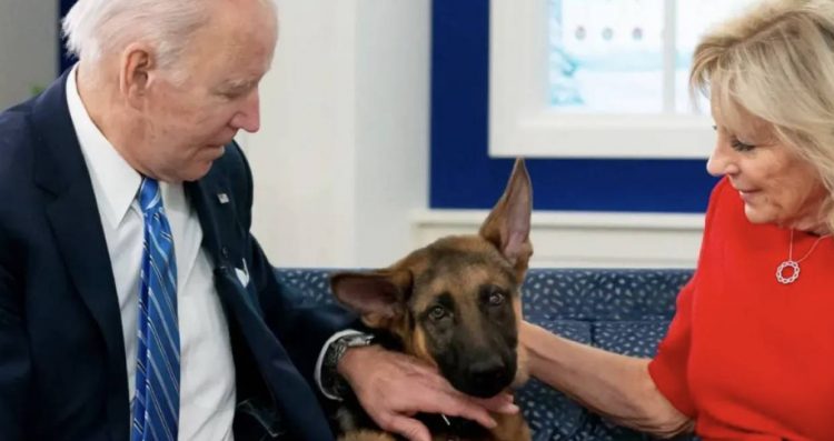 Qeni i Joe Biden kafshon 7 agjentë