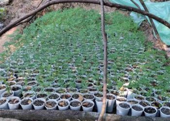Braktiset një plantacion gjigant hashashi në kufi me Shqipërinë, policia nis hetimet