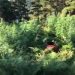 7000 efektivë policie dhe 90 dronë/ Në Krujë, Shkodër, Lezhë dhe Tropojë u asgjesuan…