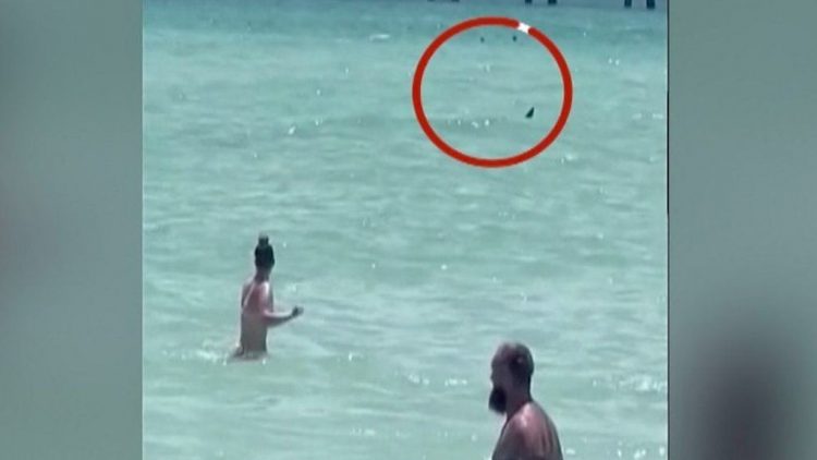 Peshkaqeni kafshon gruan duke notuar, mbyllet plazhi i qytetit të Nju Jorkut