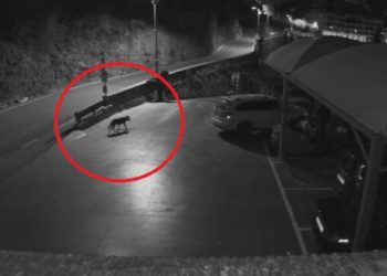 Terrorizohen banorët dhe turistët në Vasto, ujku sulmon 3 persona në Itali