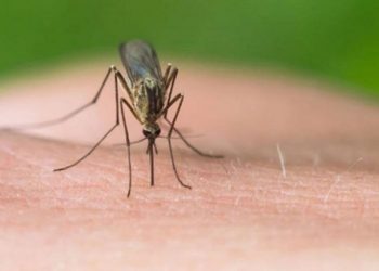 Virusi i Nilit Perëndimor/ Një tjetër humbje jete, regjistrohen 11 të infektuar në Greqi