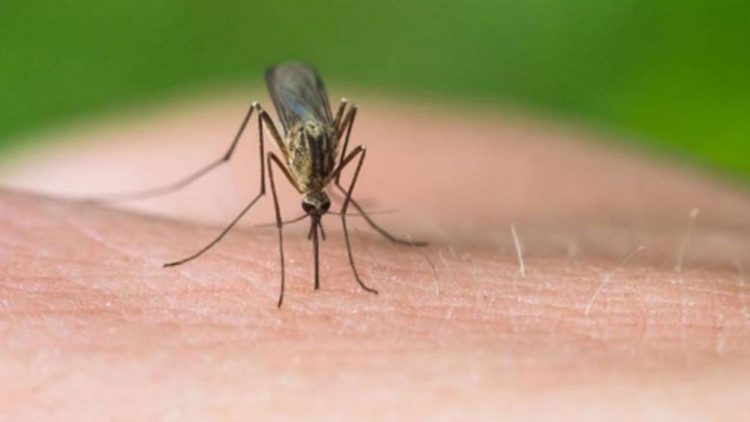 Virusi i Nilit Perëndimor/ Një tjetër humbje jete, regjistrohen 11 të infektuar në Greqi