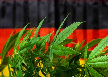 Gjermania prezanton projektligjin për legalizimin e kanabisit