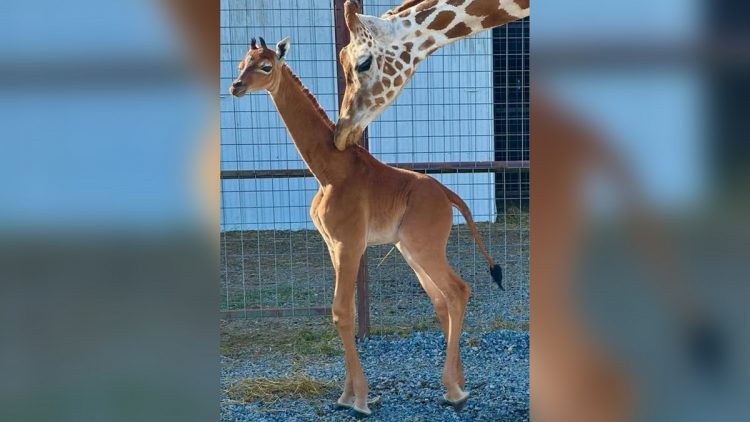 Gjirafa e rrallë lind pa pulla në kopshtin zoologjik amerikan