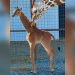 Gjirafa e rrallë lind pa pulla në kopshtin zoologjik amerikan