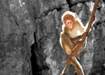 Majmuni sulmon banorët në Stamboll, lëndohen tre persona