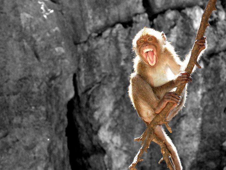 Majmuni sulmon banorët në Stamboll, lëndohen tre persona