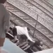 VIDEO/ Po bënin selfie në shinat e trenit në SHBA, 3 persona goditen nga rryma elektrike