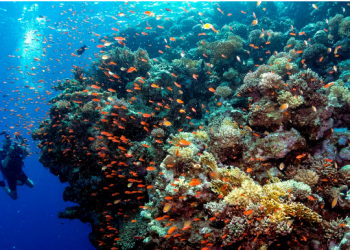 Shkencëtarët ngrejnë alarmin: Temperaturat globale të oqeaneve po rriten me shpejtësi